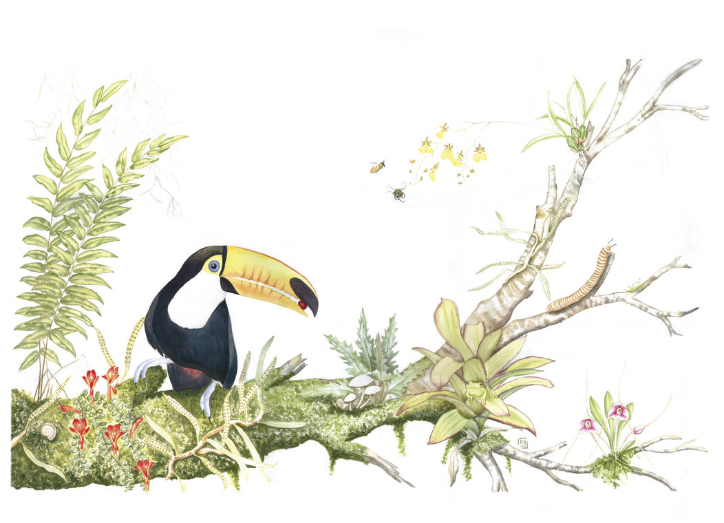 Bolivan biodiversity - watercolour by MasdevalliaJR Bolivan biodiversity - watercolour by MasdevalliaJR