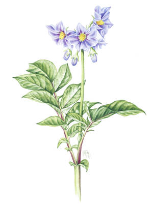 Potato flower - watercolour by MasdevalliaJR Potato flower - watercolour by MasdevalliaJR