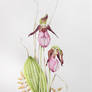 Cypripedium acaule - watercolour