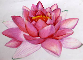 Water Lily