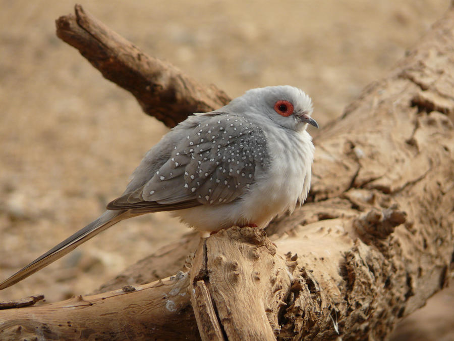 Diamond Dove