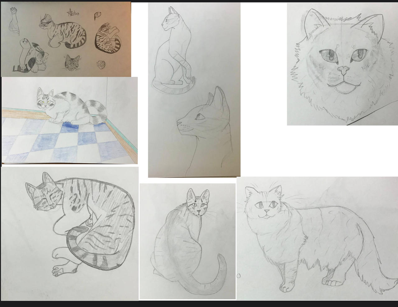 Realistic Rivals Cat Realistic Cats by Bengaltigeress on DeviantArt