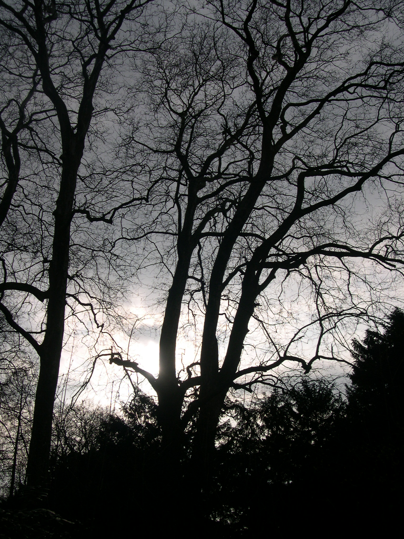 Stock_47: Dark Trees