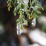 Iced Fir Tree