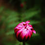 Pink Flower Bud