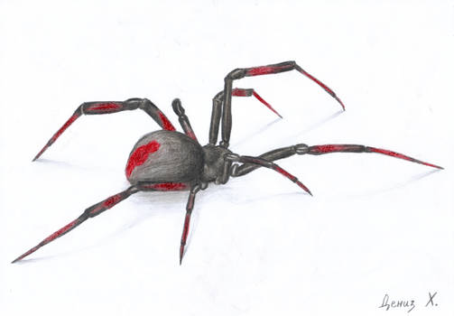 Spider