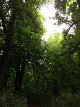 Sunlight through the woods