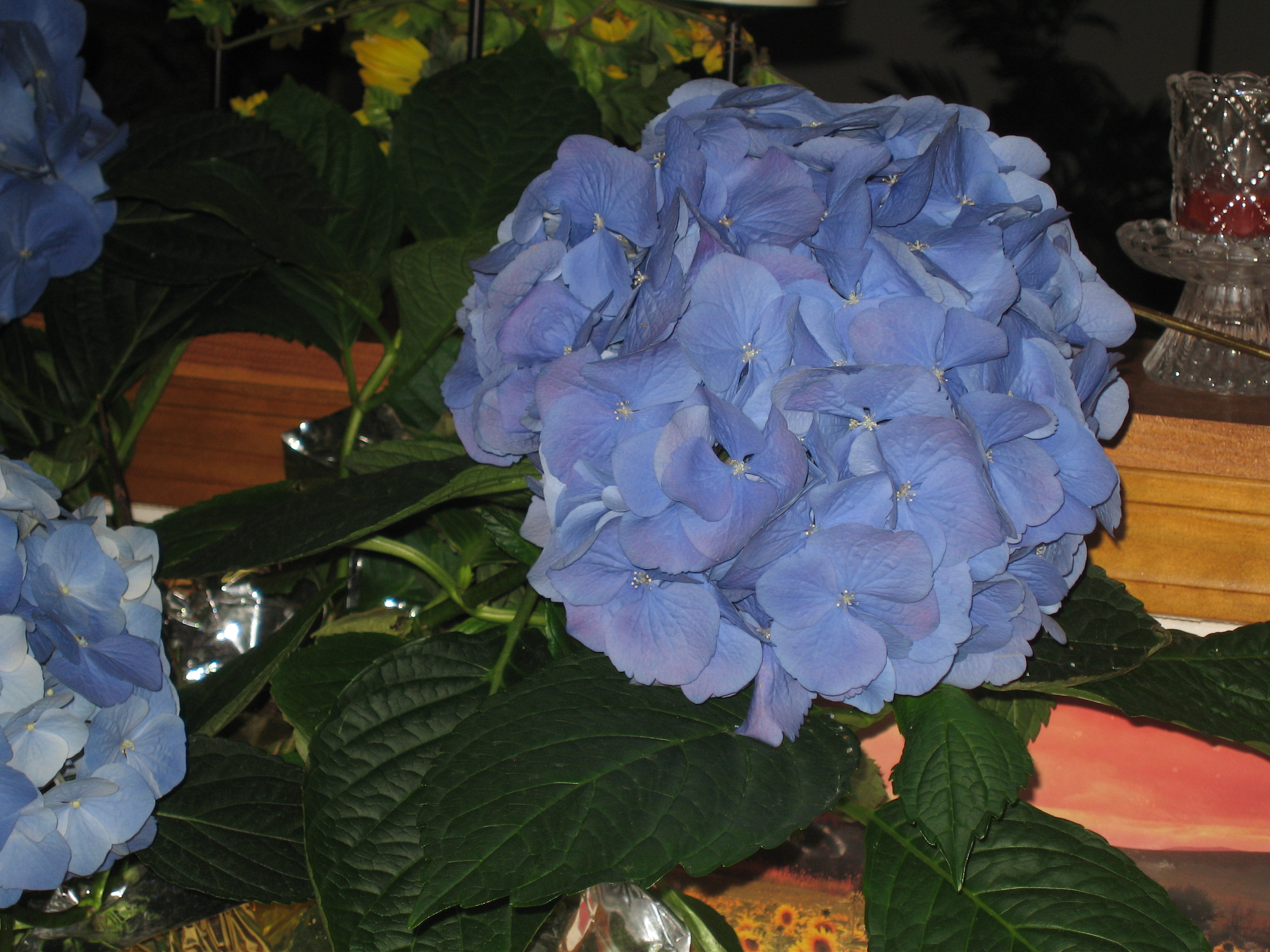 blue flowers 2