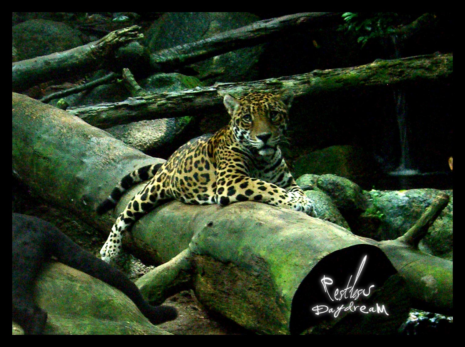 Leopard Lazing