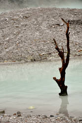 Crater Tree