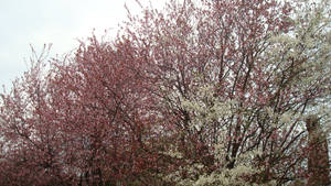 Spring 1