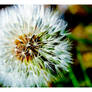 Dandelion - IV