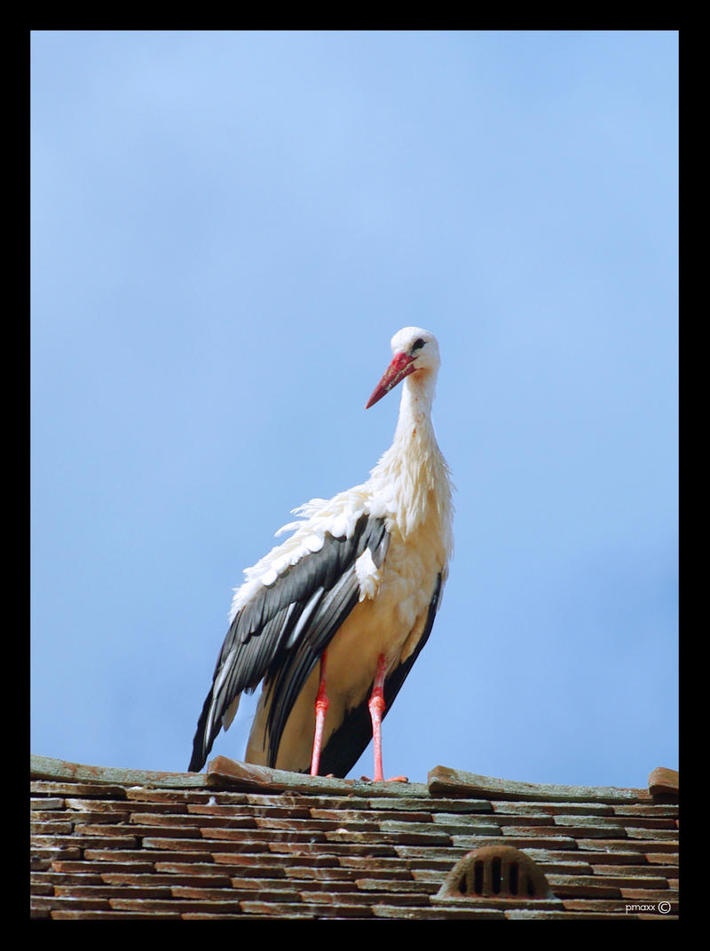 Mademoiselle Cigogne