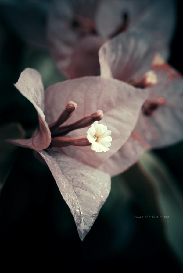 ..: Bougainvillea - II :..