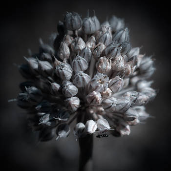 ..: Remember me :.. by Mademoiselle-P