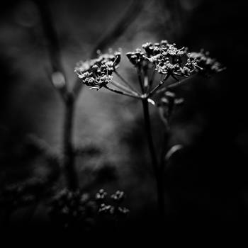 ..: Always - BW :.. by Mademoiselle-P