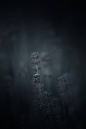 ..:Always ... :.. by Mademoiselle-P ..:Always ... :.. by Mademoiselle-P