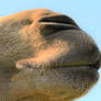 camel