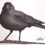 Crow 00