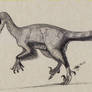 Hypothetical Advanced Dromaeosaurid 00
