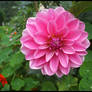 Pink dhalia