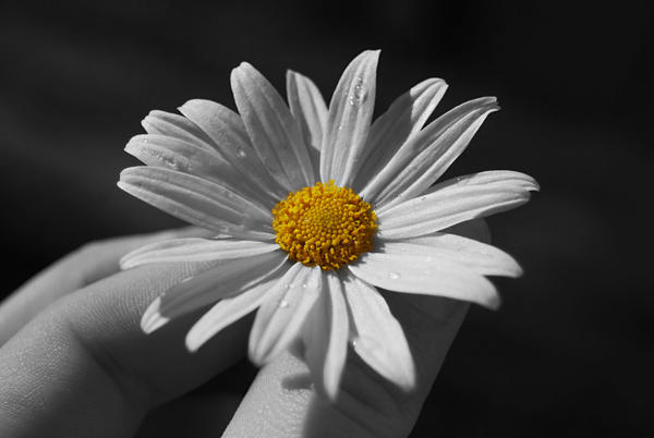 flower bw