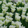 white tulips