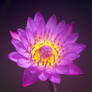 purple lotus flower