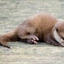 baby otter