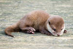baby otter by photographybypixie