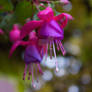 Fuschias