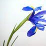 Growth - purple iris