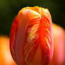 orange and yellow tulip