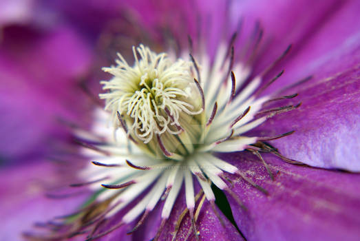 purple clematis flower