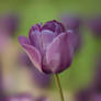 lilac purple tulip flower
