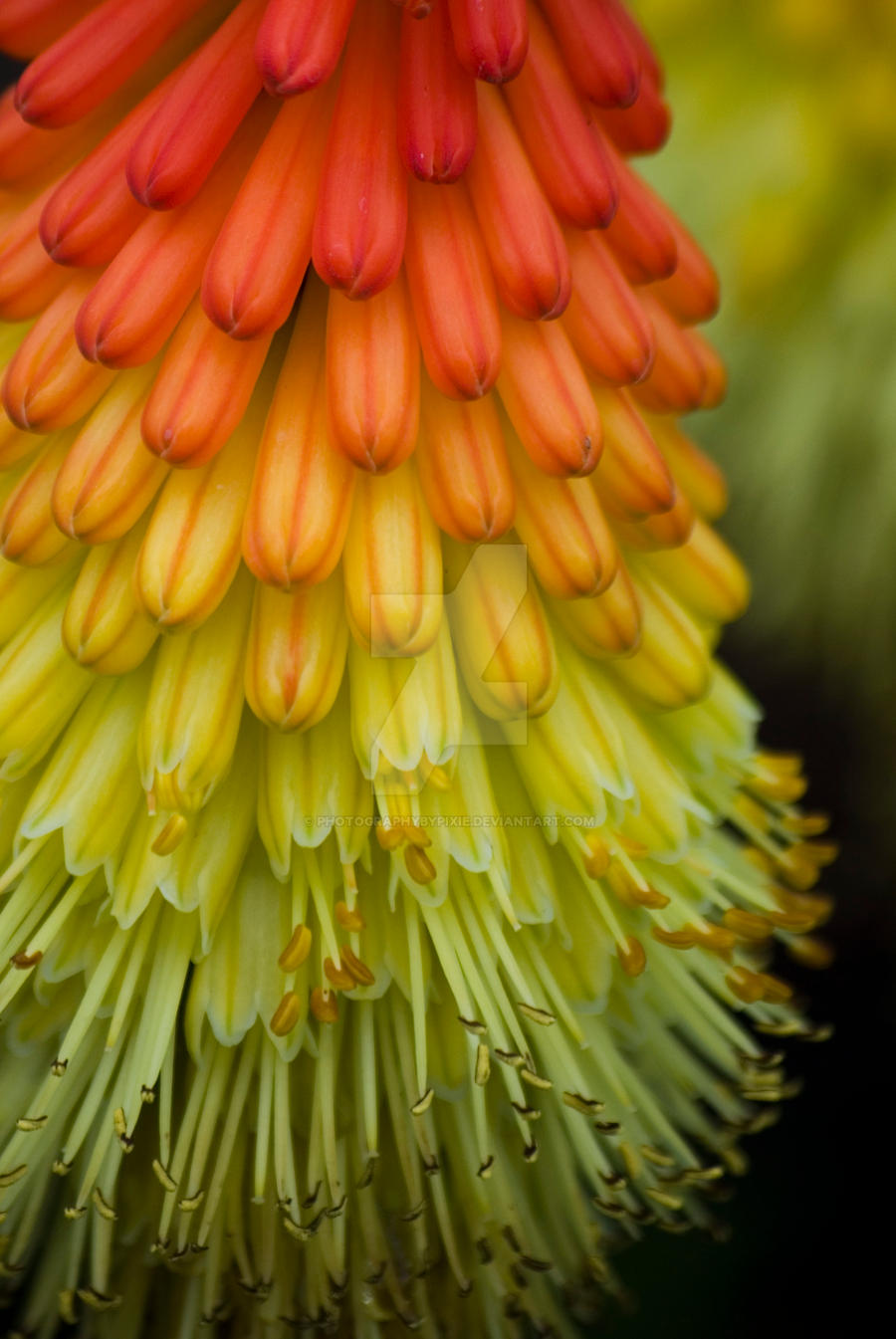 macro red hot poker flower