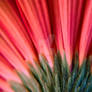 abstract red gerbera flower