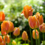 dreamy tulip flowers