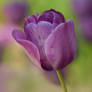 single purple tulip flower
