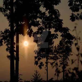 sunset behind trees