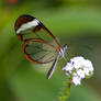 brush-footed butterfly