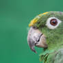 Green Parrot Close Up Photo