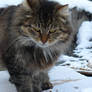 Winter cat