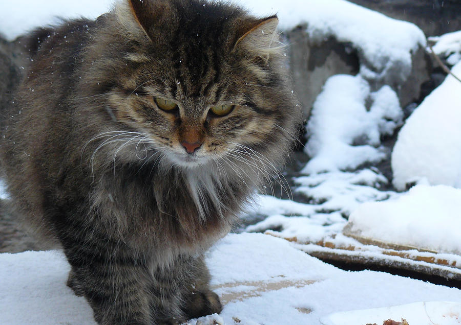 Winter cat