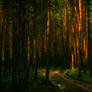 The road in a pine forest