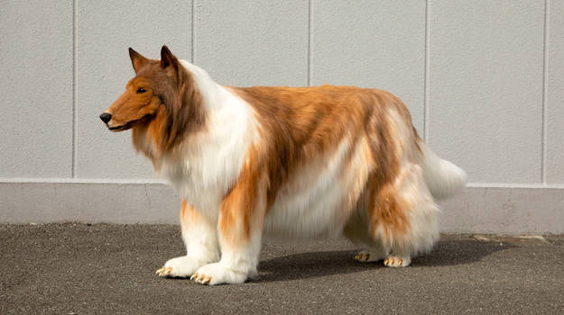 Zikiwis: Japanese Man In Collie Dog Costume