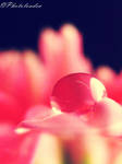 Supple by Photoloaded