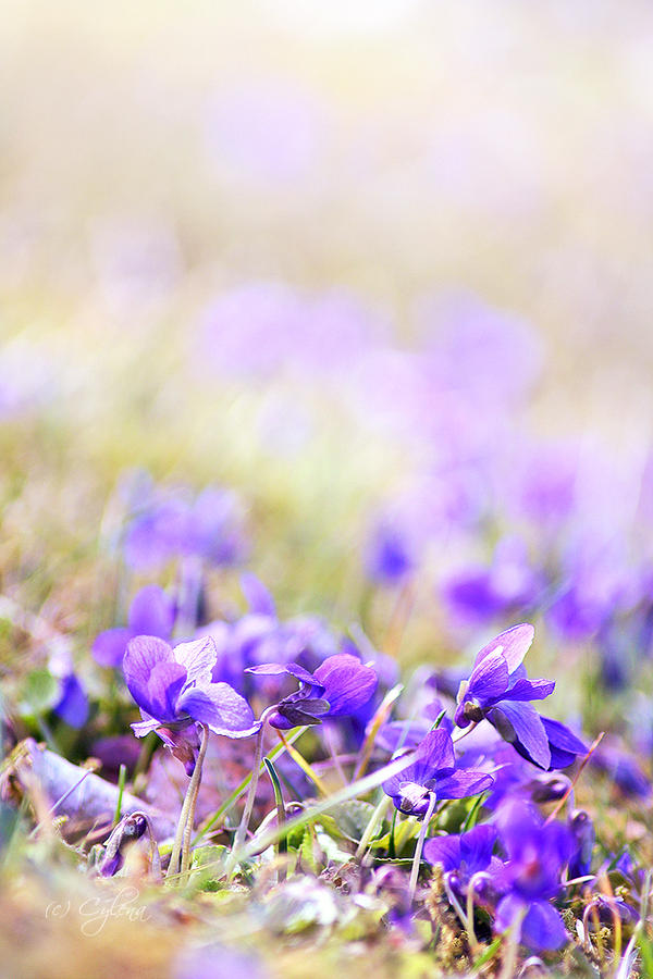 Field of Dreams