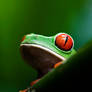 Gaudy Leaf Frog