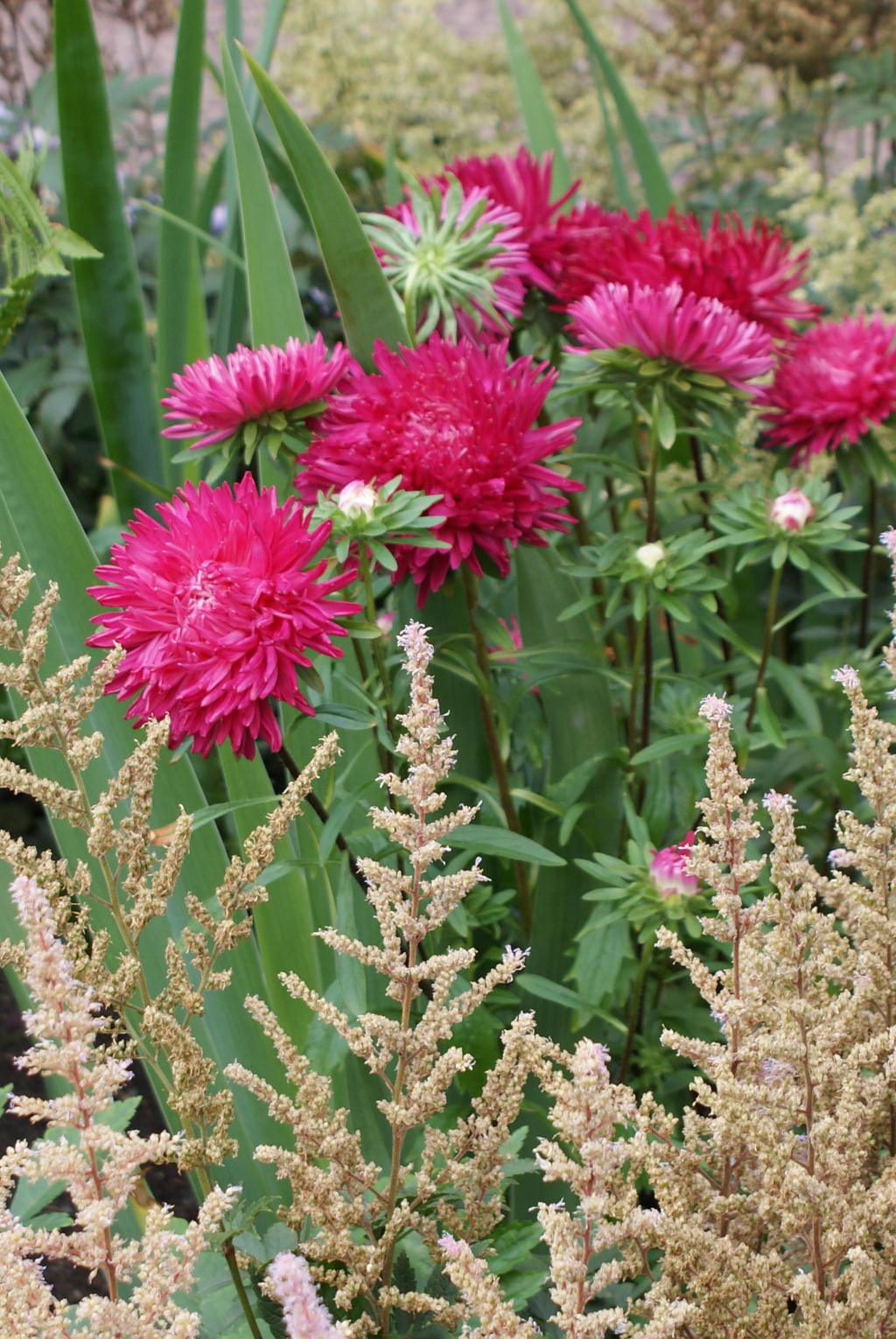 Astras by Zerolexa on DeviantArt